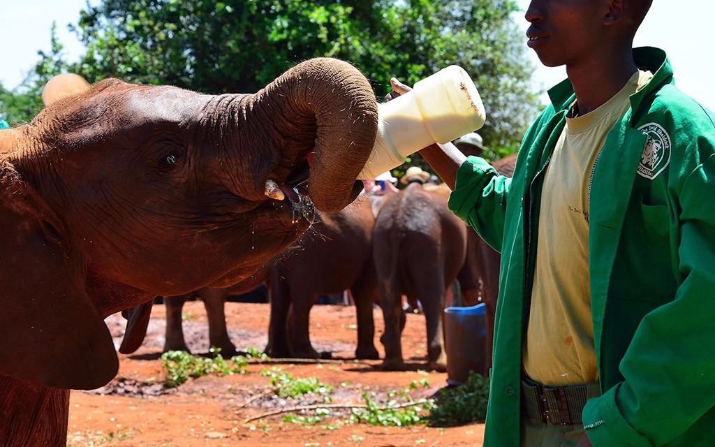 Photo-Courtesy-of-Magical-Kenya_David-Sheldrick-Elephant-Orphanage