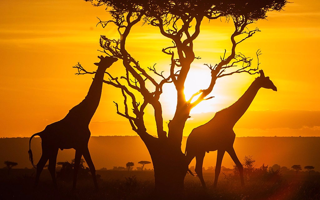 Photo-Courtesy-of-Magical-Kenya_Giraffes-at-Sunset