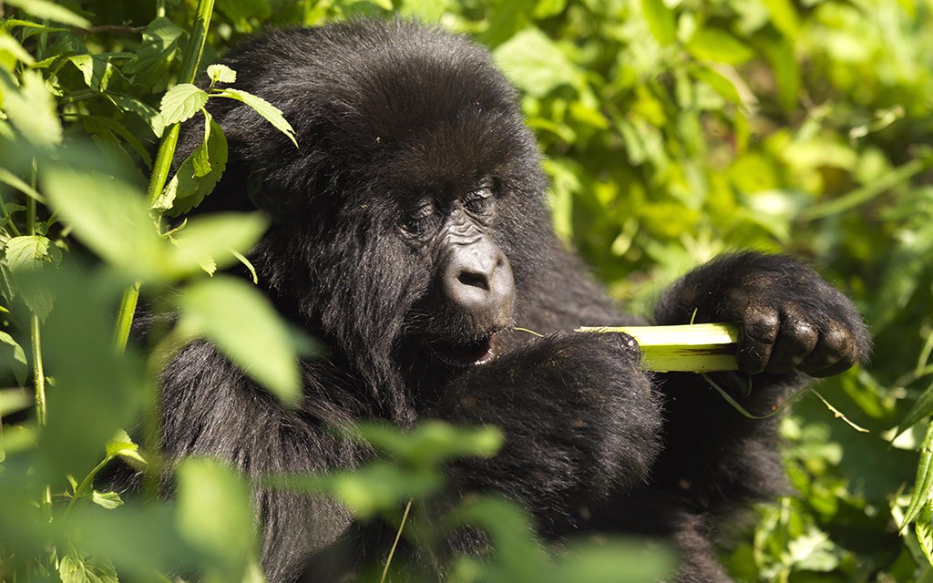 Photo-Courtesy-of-Rwanda-Development-Board_Baby-Gorilla