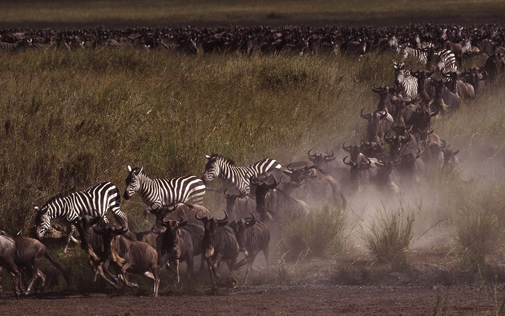 Photo-Courtesy-of-Tanzania-Tourist-Board_Migration-of-Serengeti