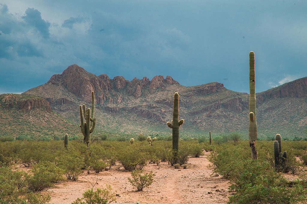 Saguaros in the desert around Tucson, Arizona