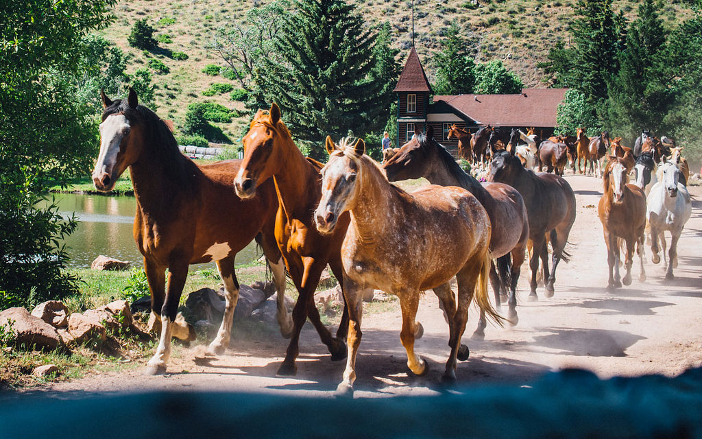 Cherokee-Park-Ranch-Horses