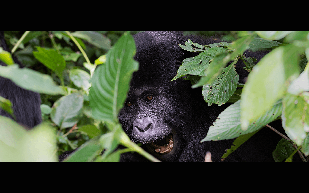 Mountain-Gorillas-Uganda-34